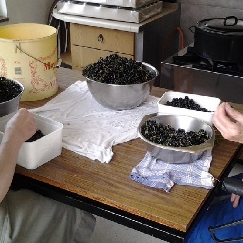Blackcurrant - Image 2