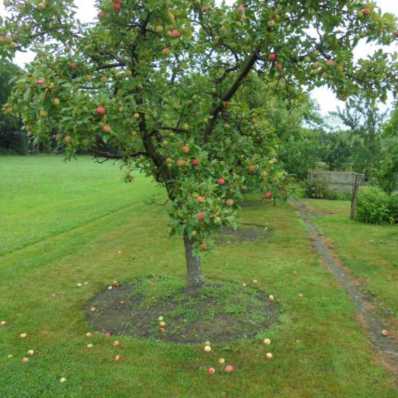 Rhubarb-Apple - Image 3