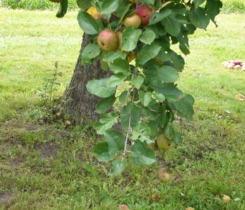 Appelgelei