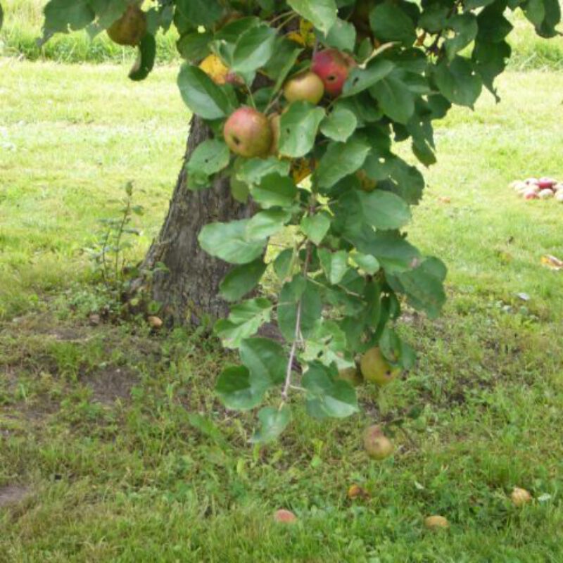 Apple Jelly