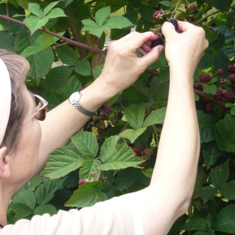 Blackberry
